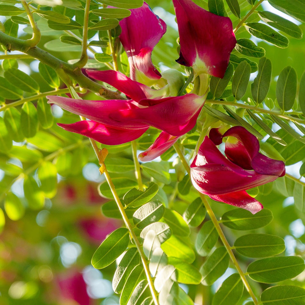 Hummingbird Tree