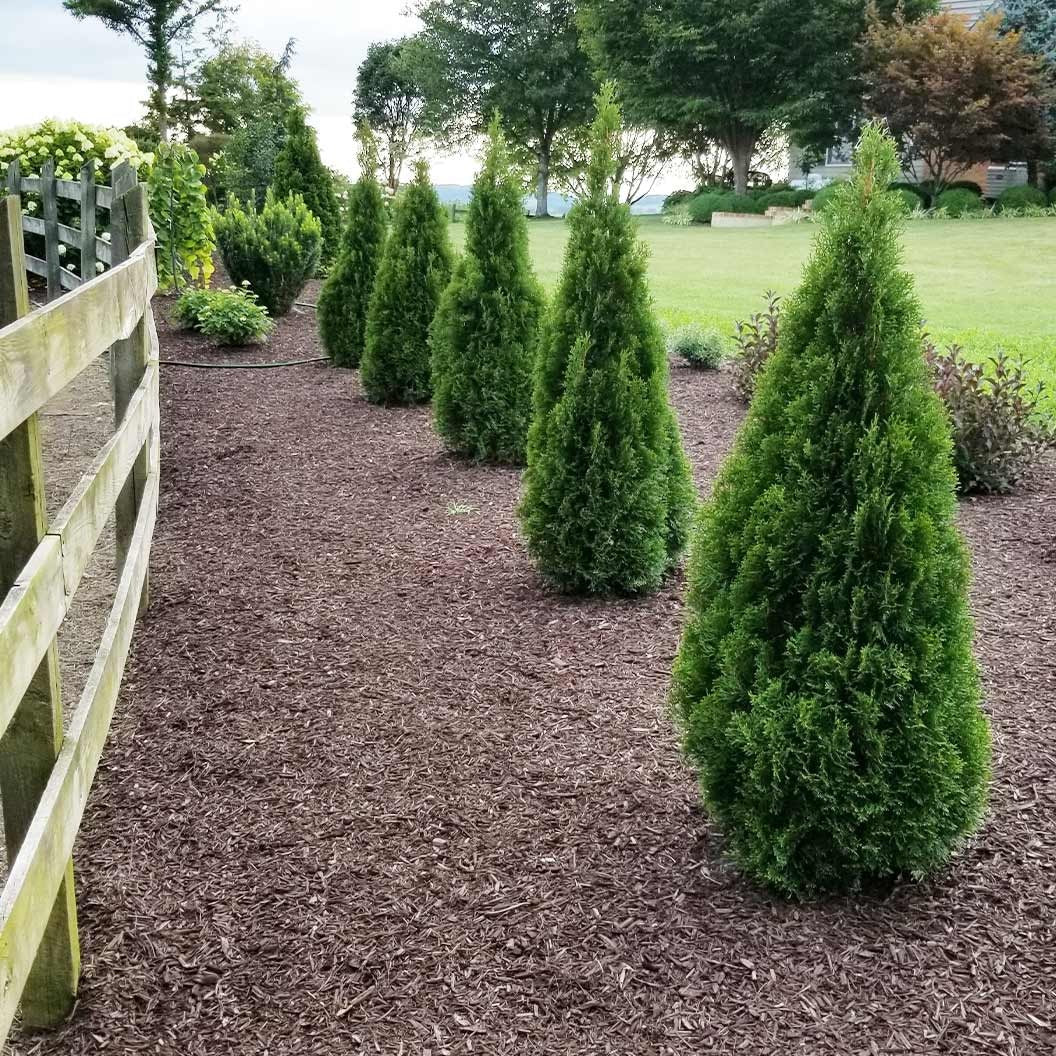 Emerald SqueezeTM Thuja Tree