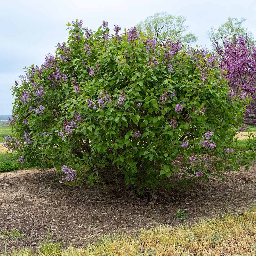 New AgeTM Lavender Syringa Shrub