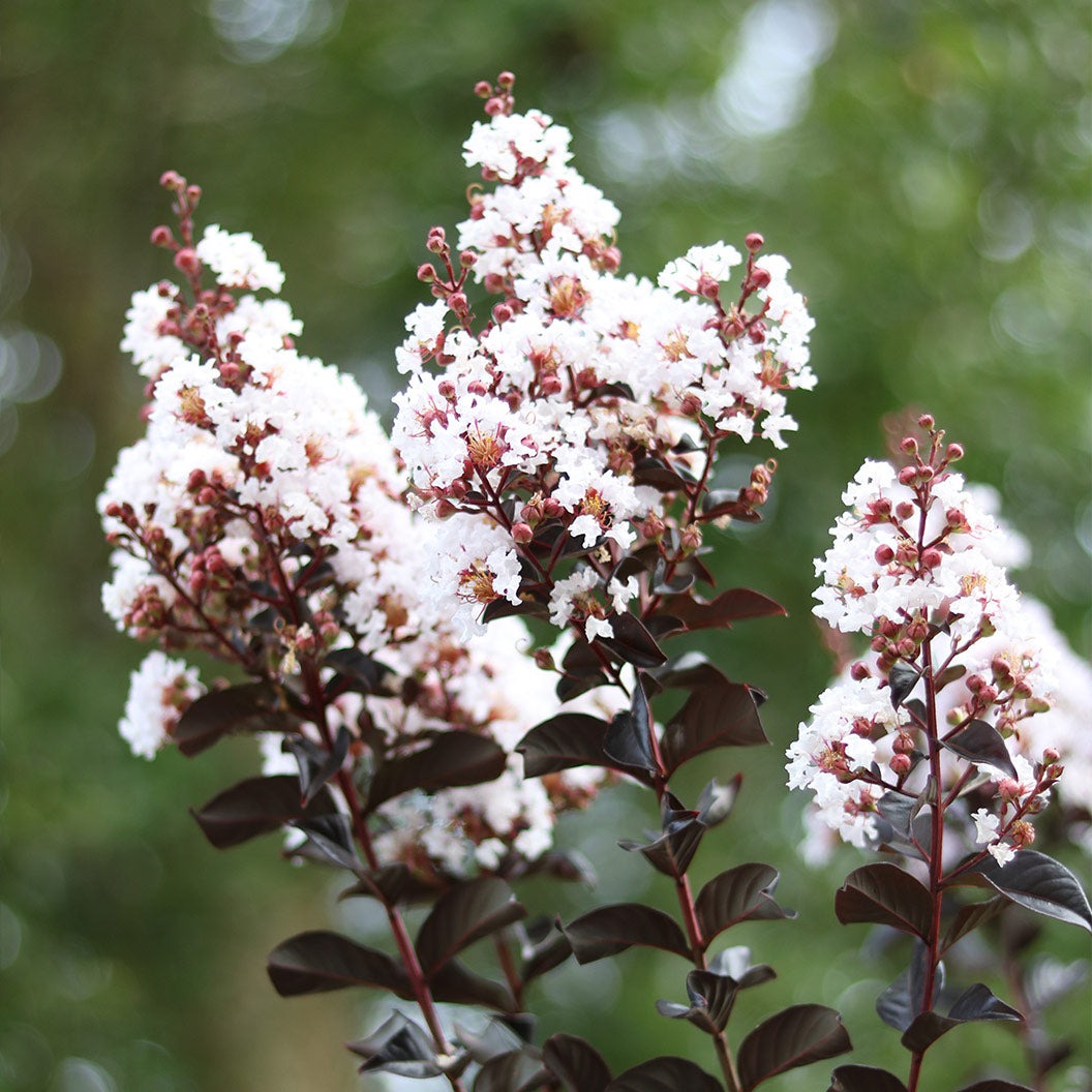 ThunderstruckTM White FlashTM Crape Myrtle Tree