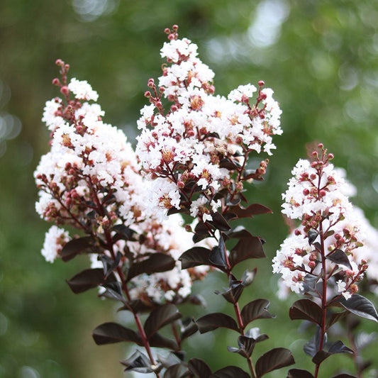 ThunderstruckTM White FlashTM Crape Myrtle Tree
