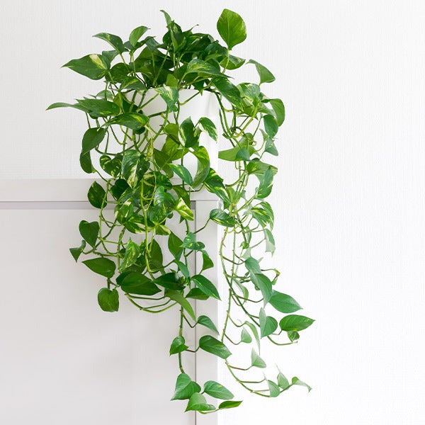 Golden Pothos