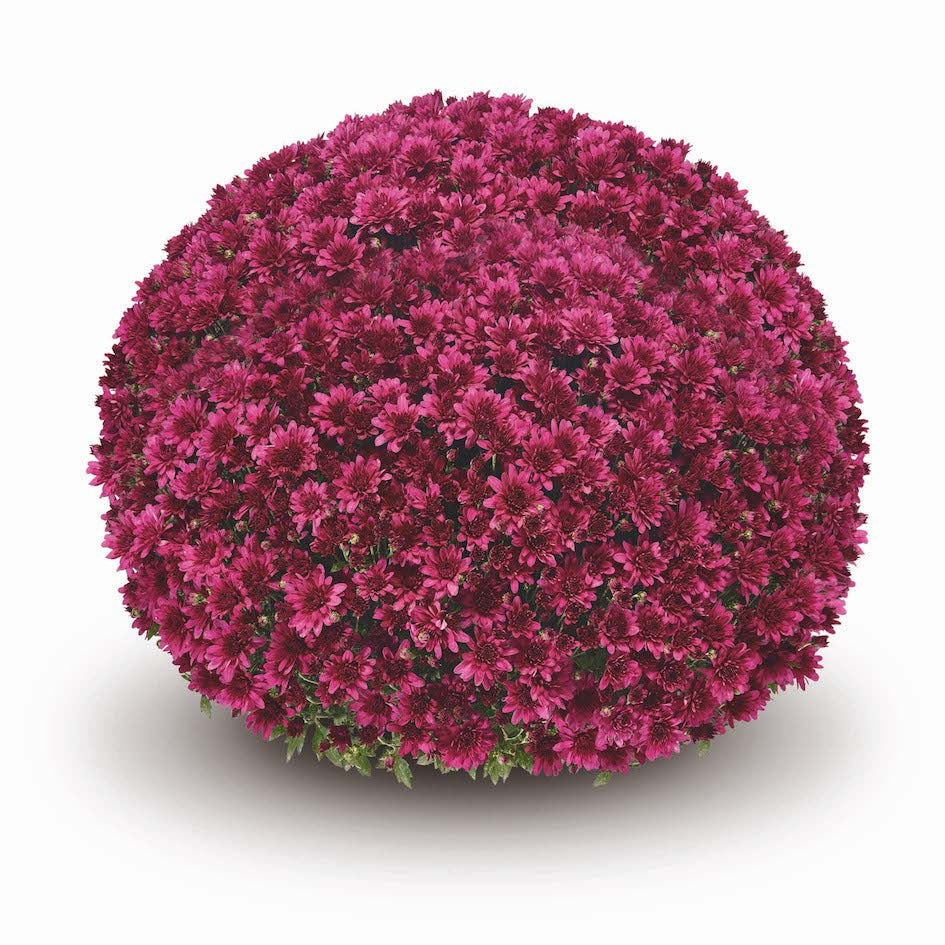 Purple Belgian Mums®