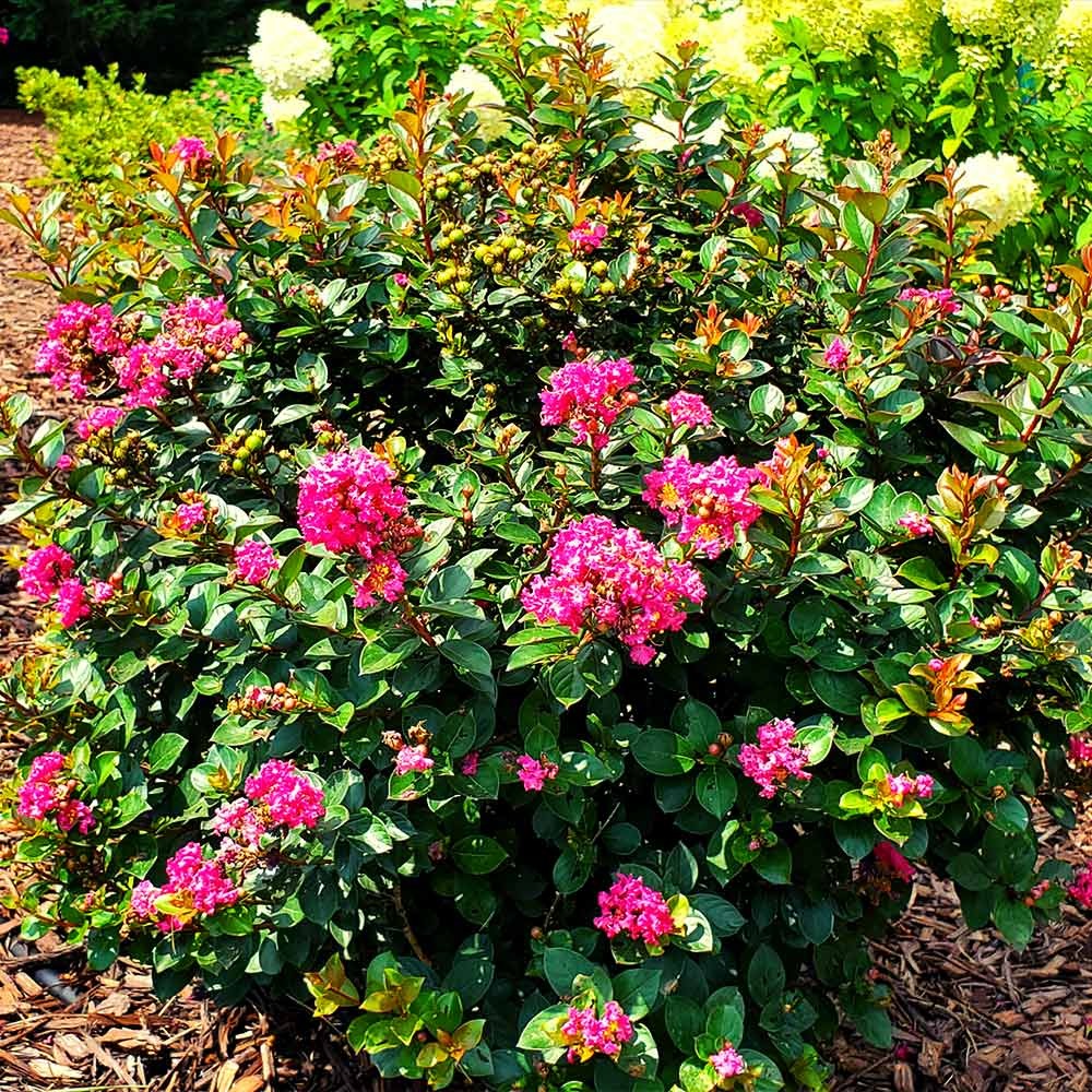 Pocomoke Crape Myrtle Shrub
