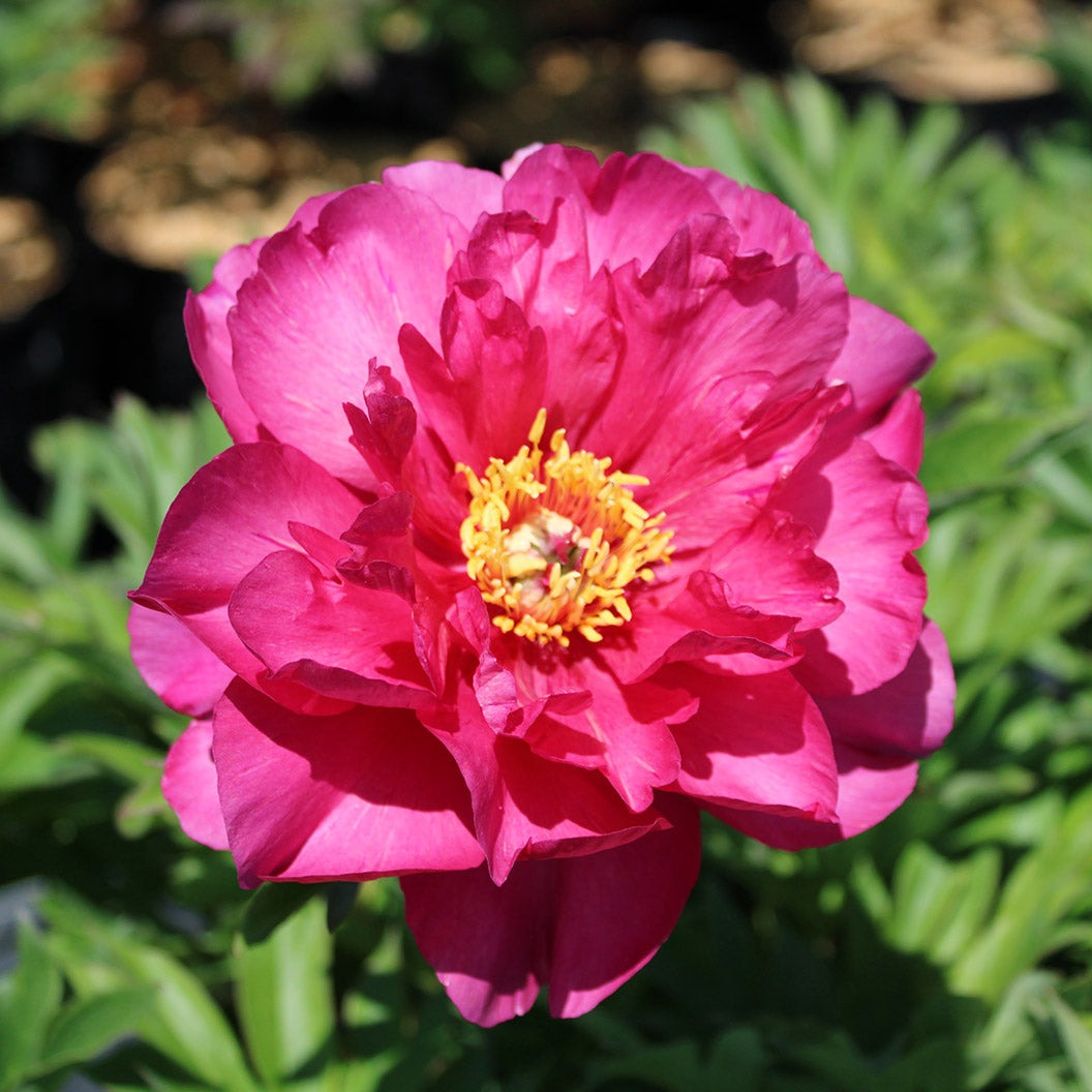Garden Candy® Hot TamaleTM Itoh Peony Shrub