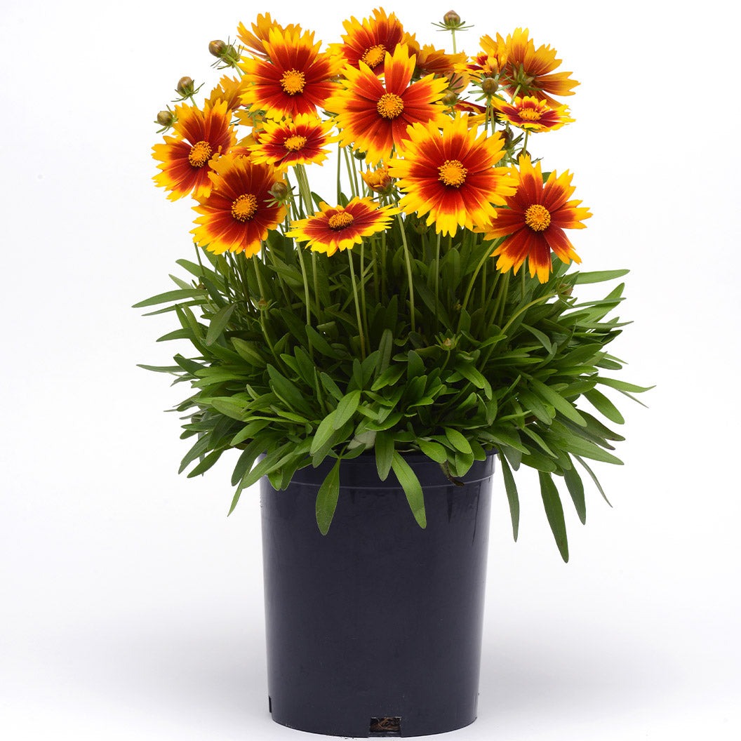 Better Versions® UptickTM Gold & Bronze Coreopsis Plant