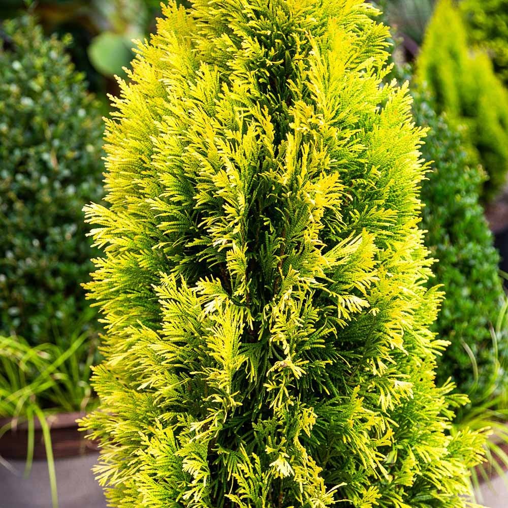 Southern Living® Forever GoldyTM Arborvitae Tree