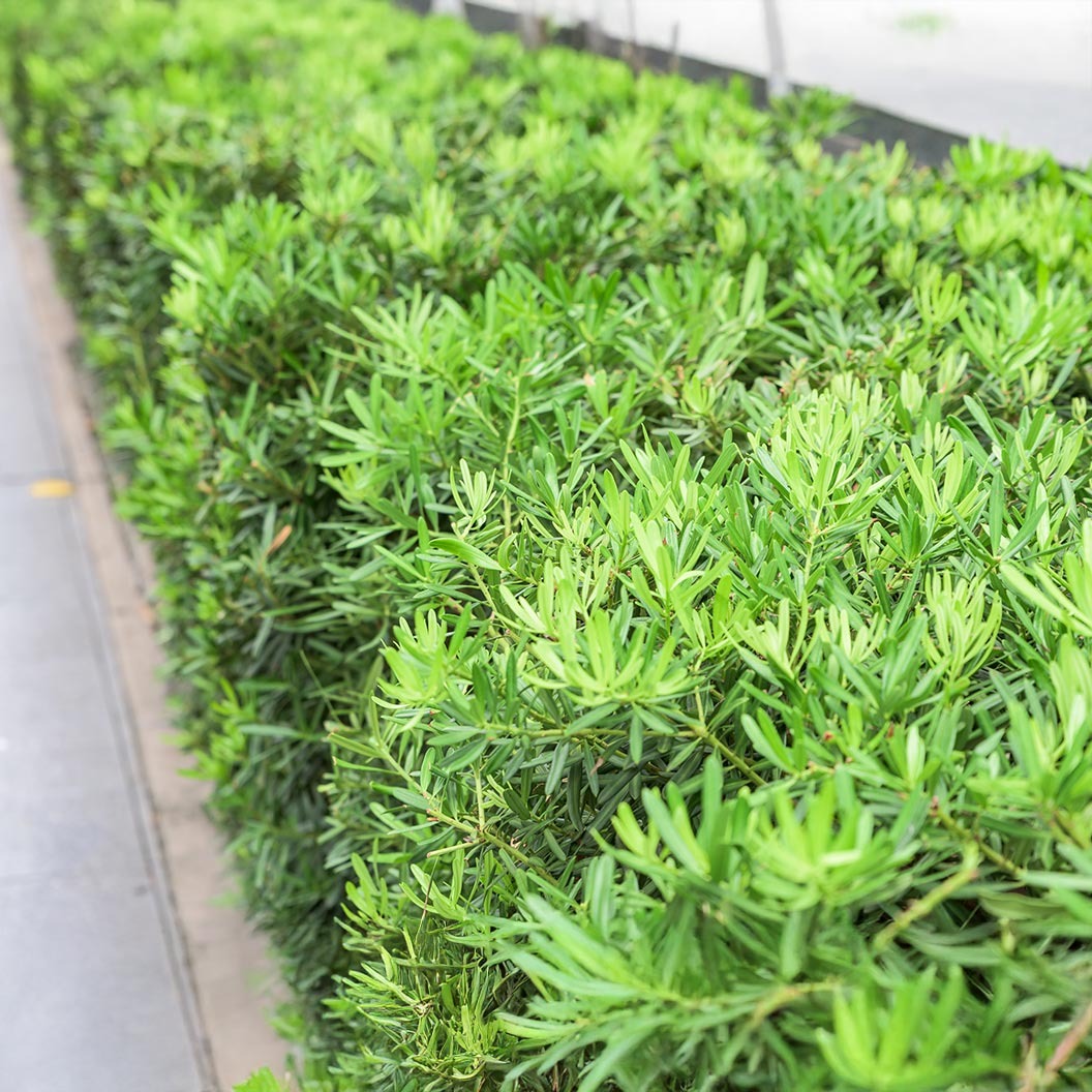 Pringles Dwarf Podocarpus