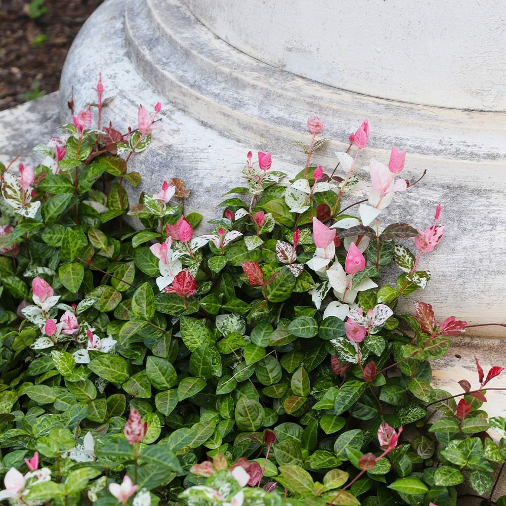 Snow-N-SummerTM Asiatic Jasmine Shrub