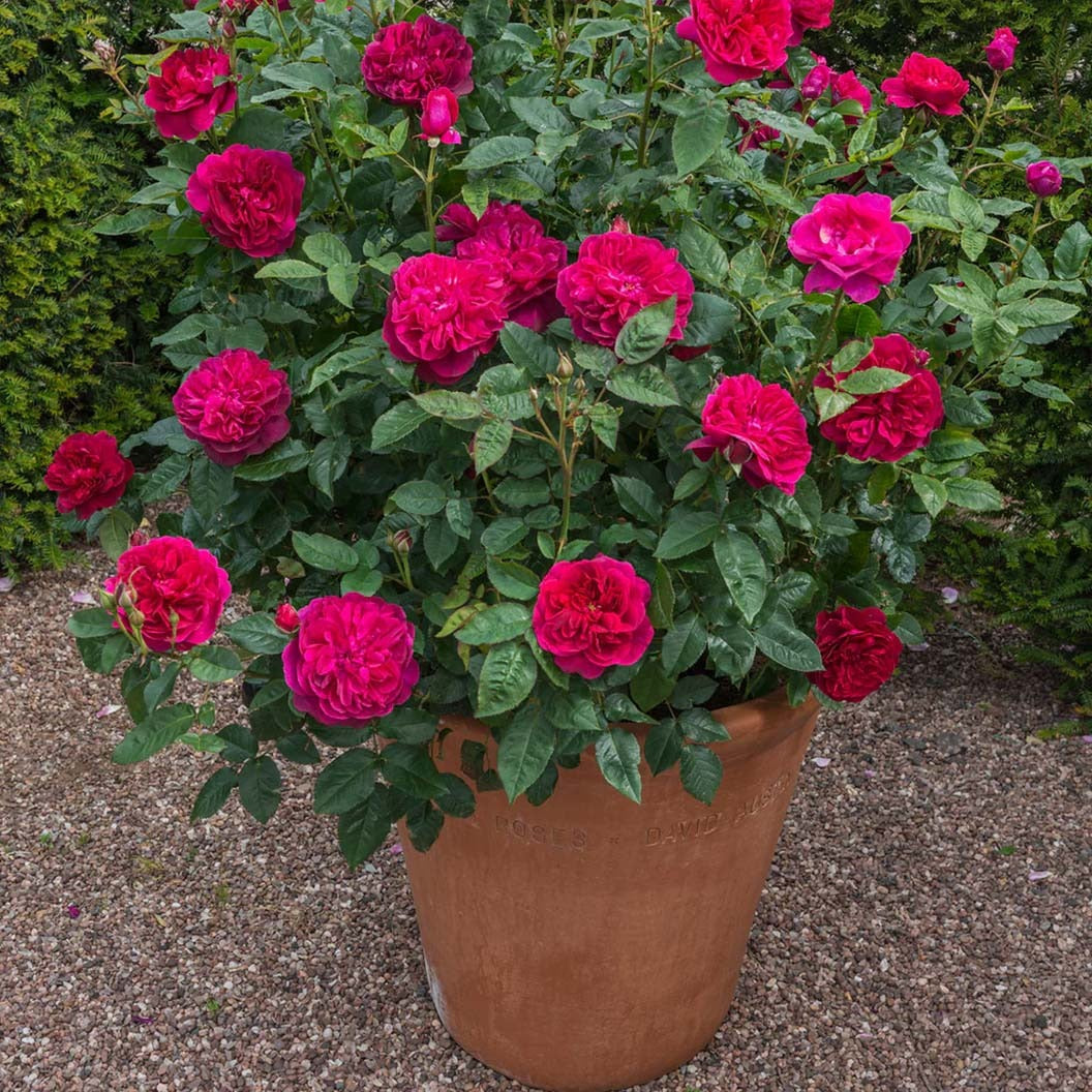 David Austin® Darcey Bussell® English Shrub Rose