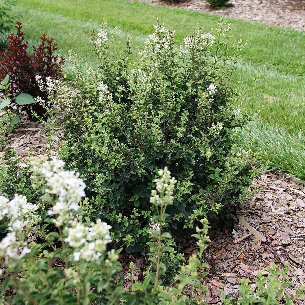 Proven Winners® Bloomerang® ShowmoundTM Lilac Bush