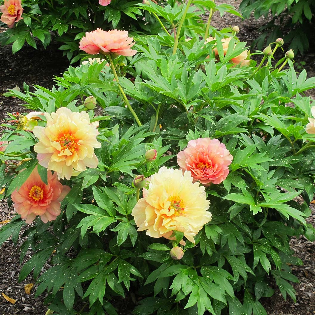 Garden Candy® Summer SunsetTM Itoh Peony Plant