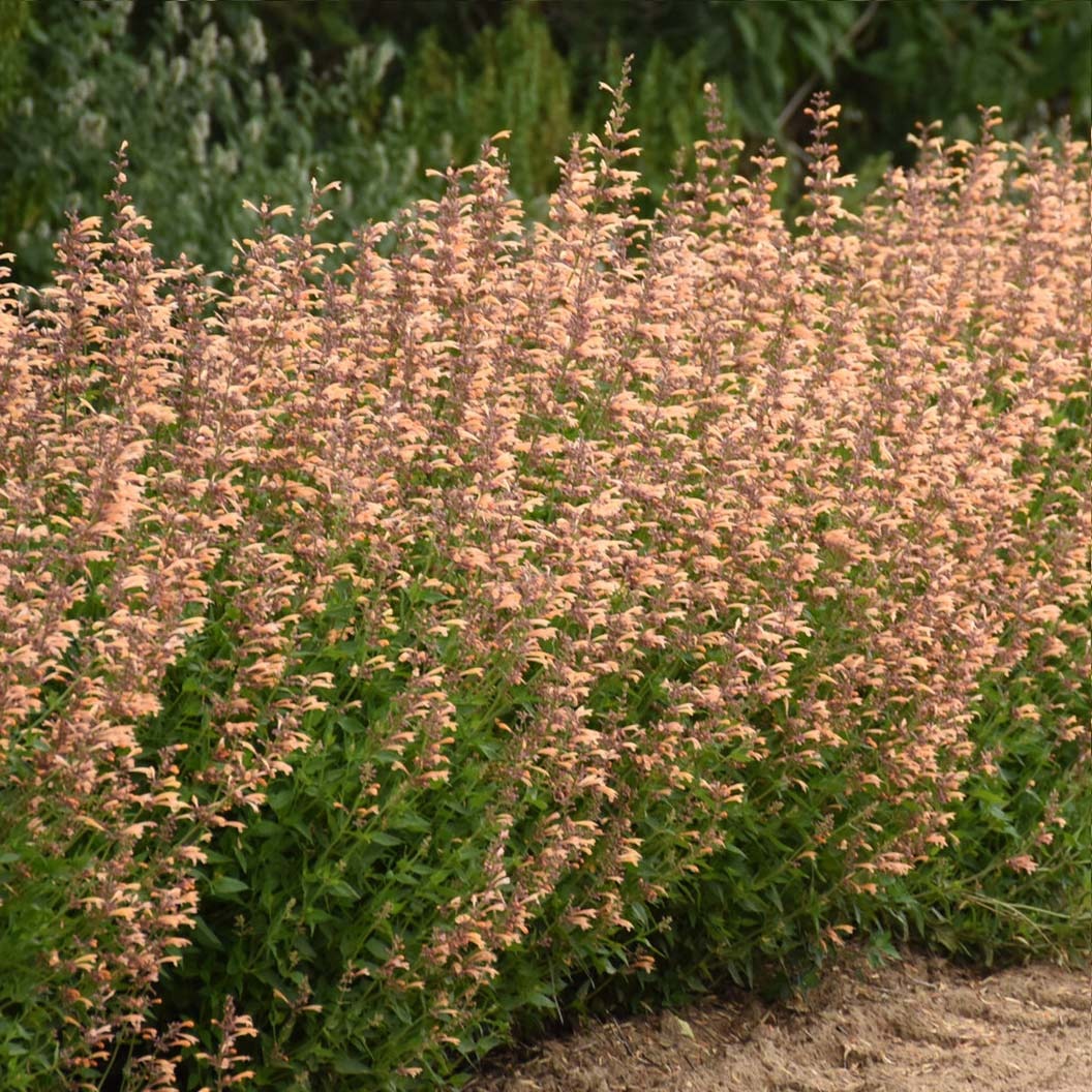 Proven Winners® Agastache Meant to BeeTM Queen Nectarine