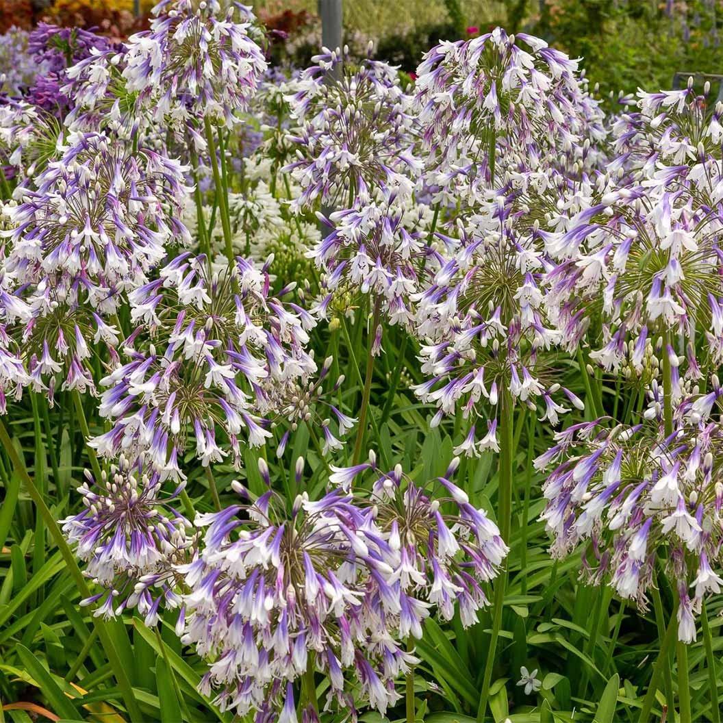 Ever TwilightTM Agapanthus Plant