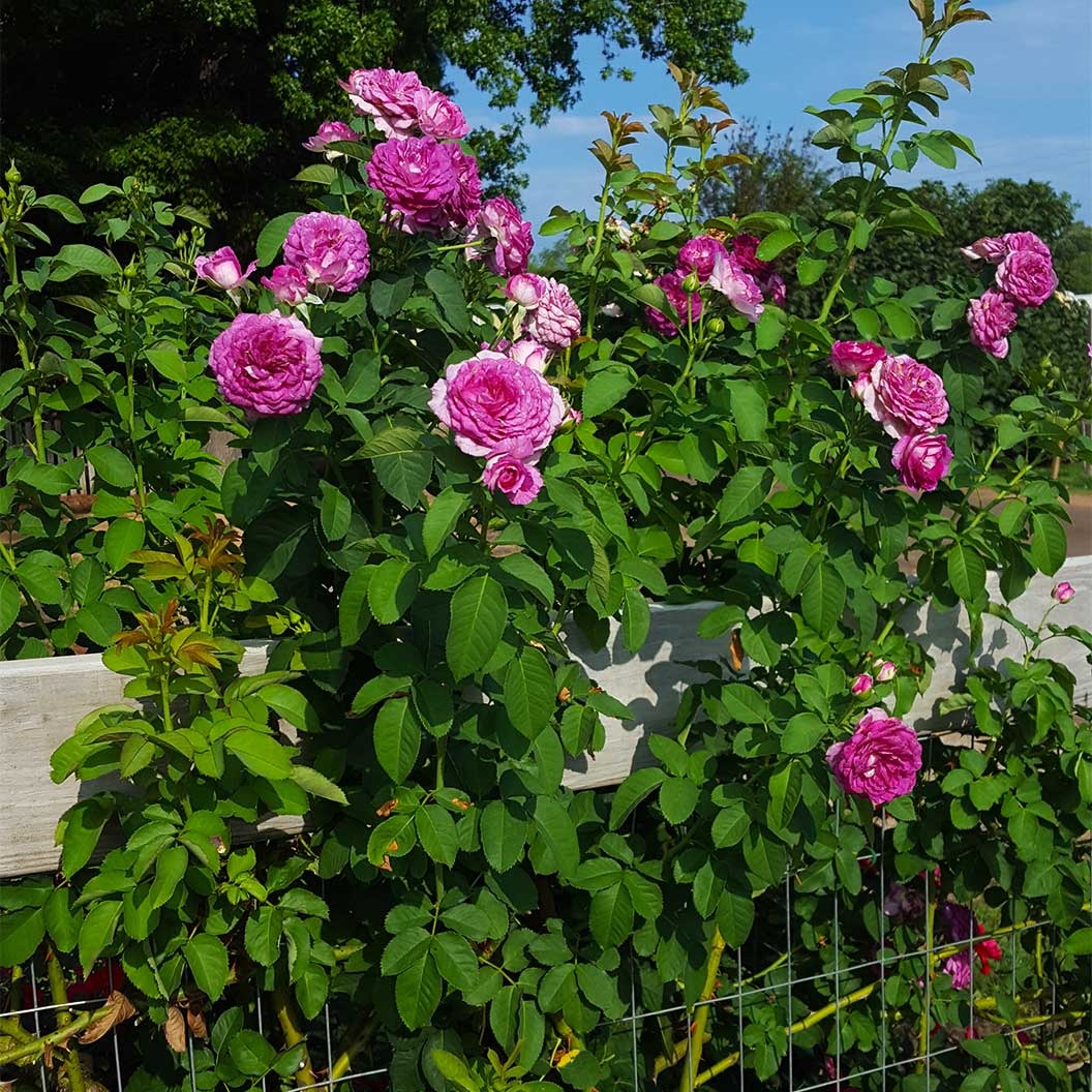 Lavender Crush Climbing Rose