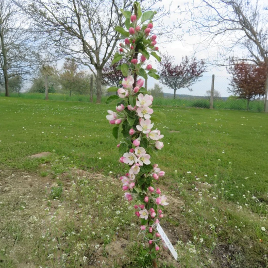 Fruit Snacks® Sweet TreatTM Columnar Apple Tree