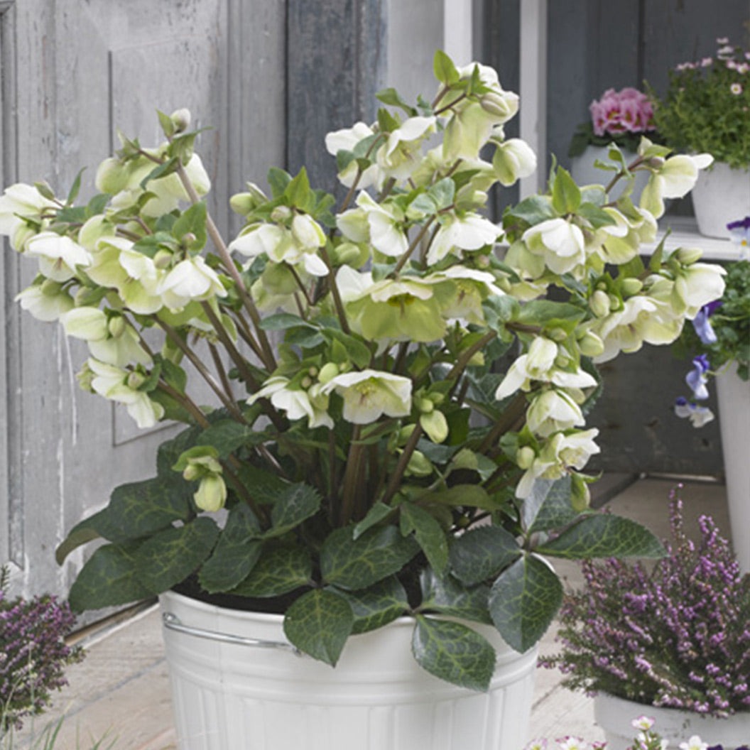 FrostKissTM Molly's White® Hellebore