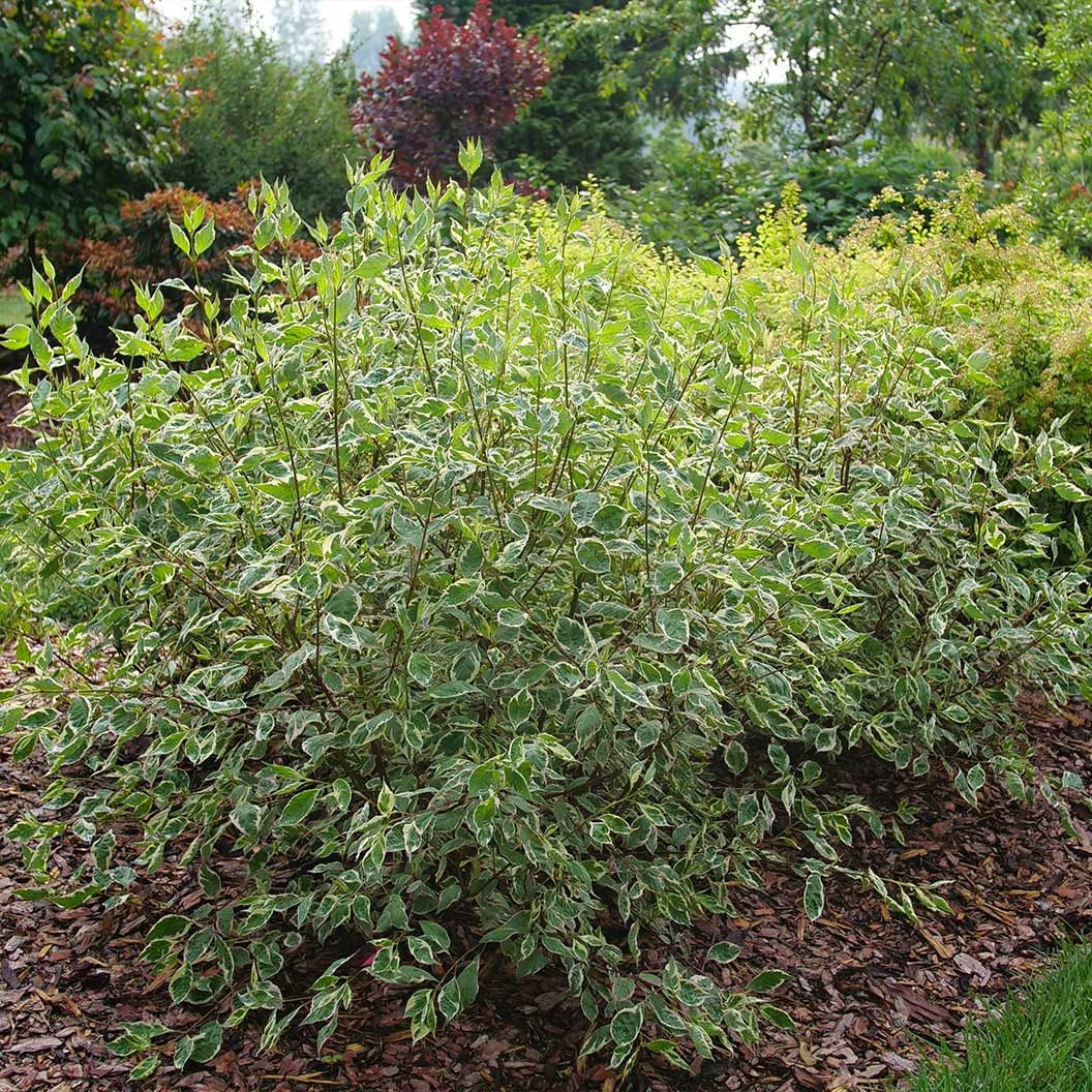 Proven Winners® Sgt. PepperTM Dogwood Bush