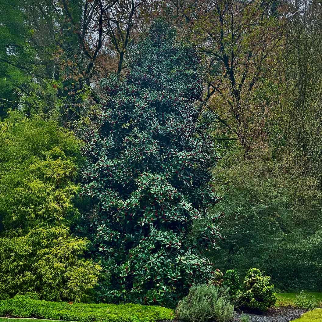 Southern Living® Screen Play Holly Shrub