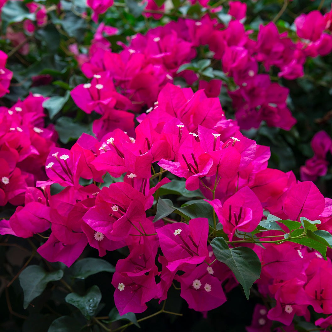 Oh My My Bougainvillea