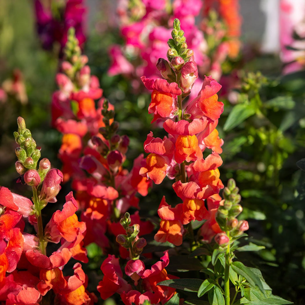 Candy Showers Orange Snapdragon Plant