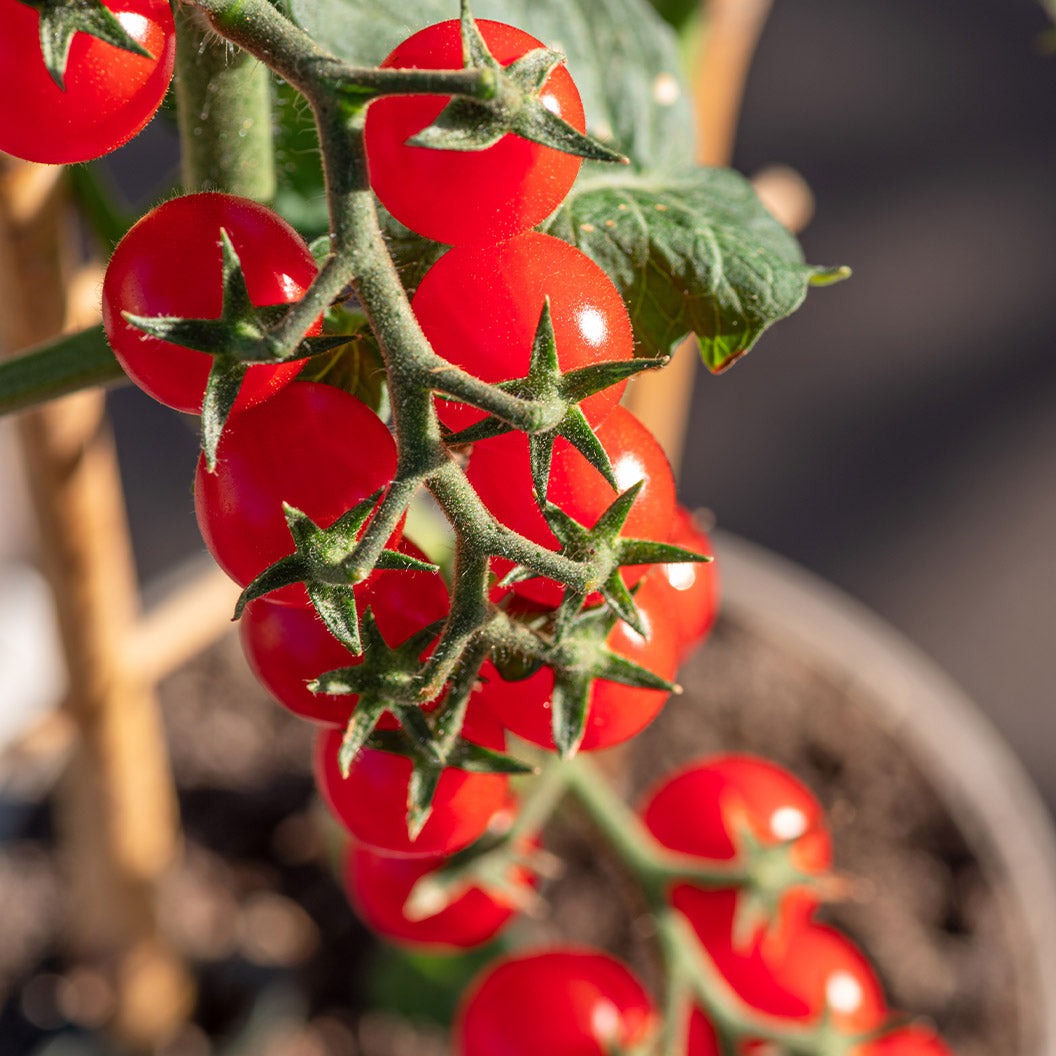 Patio Snack Organic Veggie 4 Pack Plant