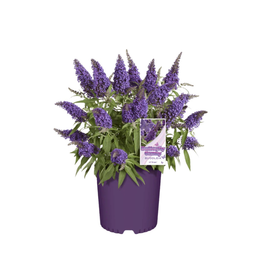 Butterfly Candy® Li'l GrapeTM Butterfly Bush