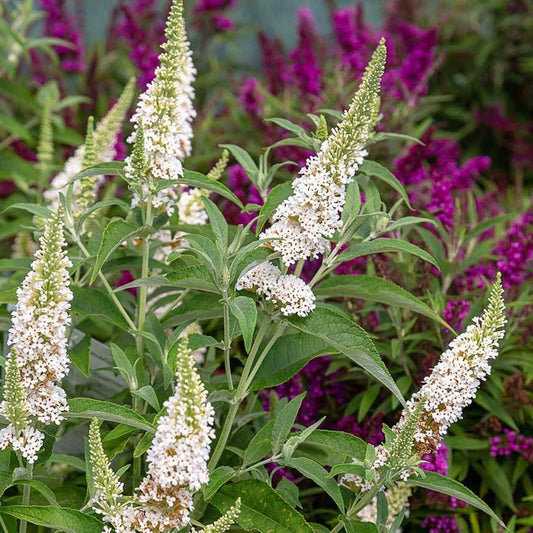 Southern Living® White Butterfly TowersTM Butterfly Bush