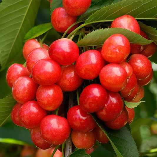 Coral Champagne Cherry Tree