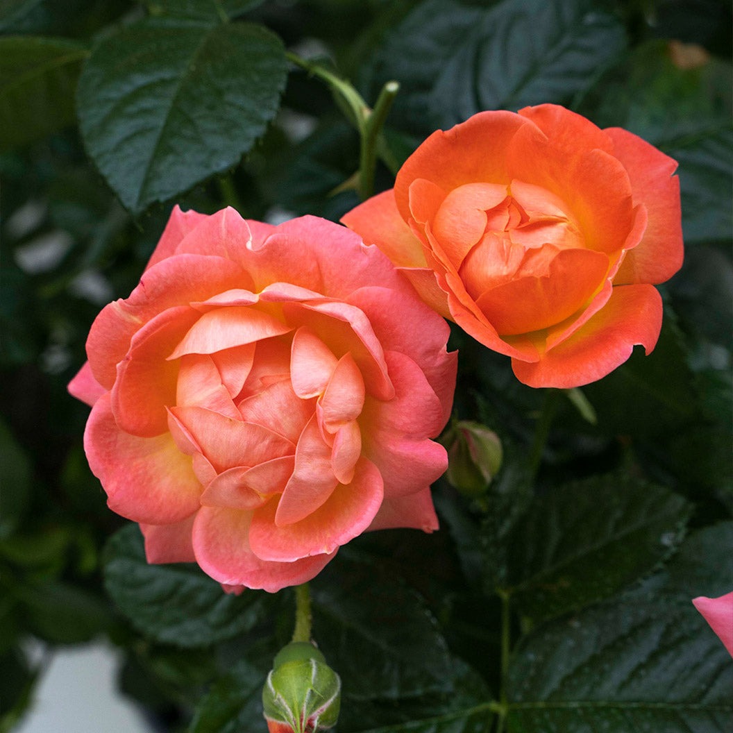 Orange GlowTM Knock Out® Rose Tree