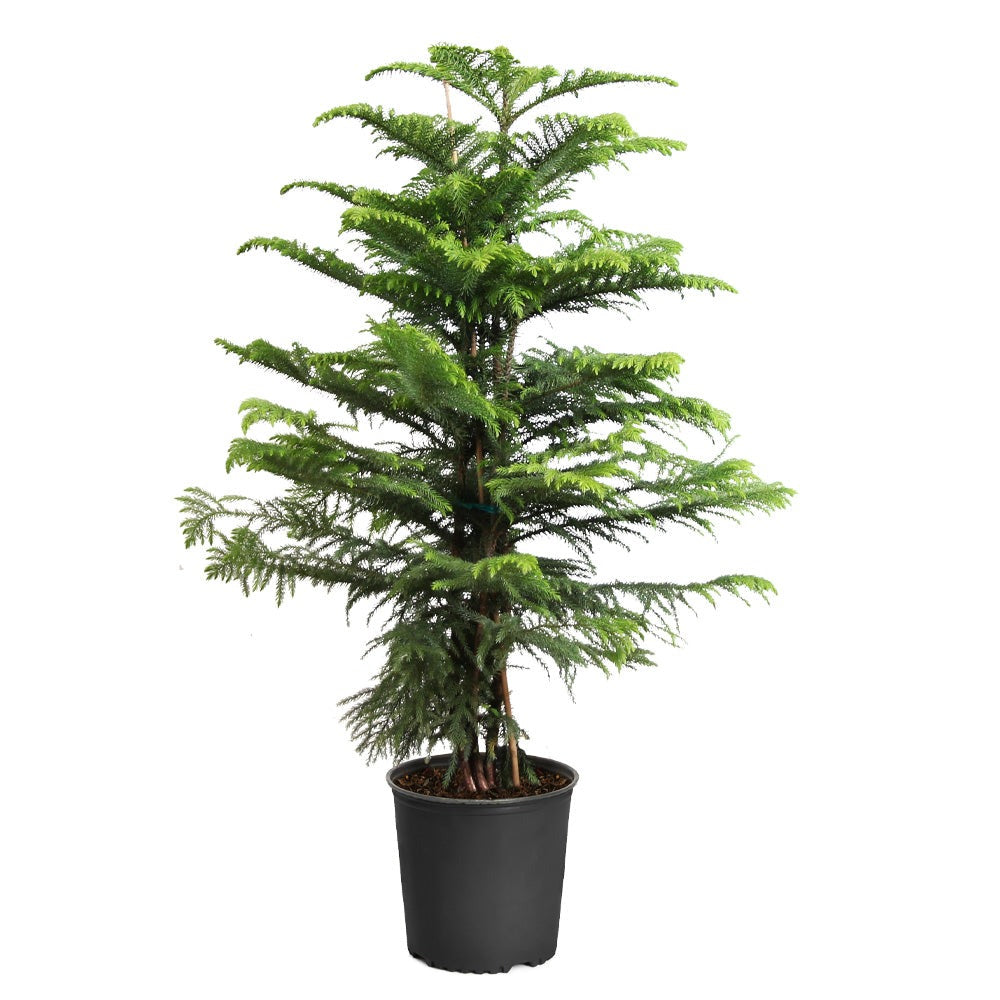 Norfolk Island Pine Tree