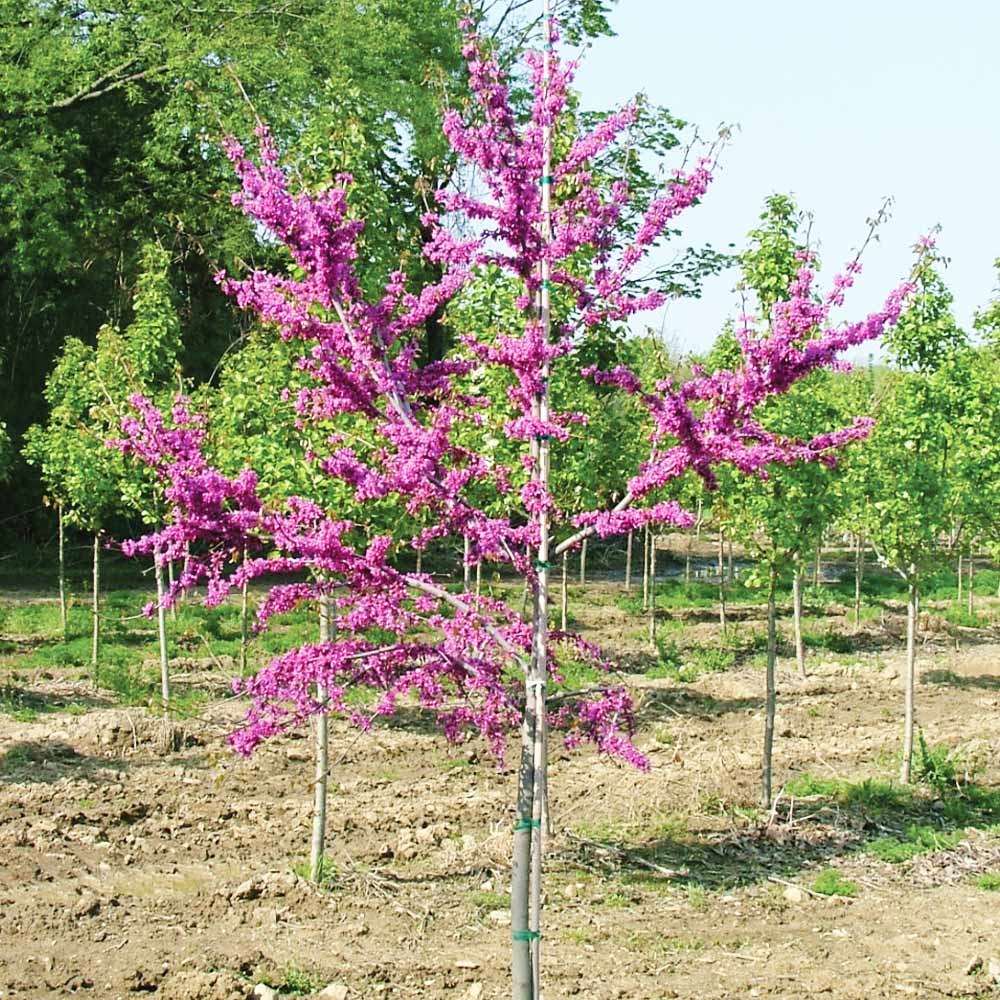 Luscious LavenderTM Redbud Tree