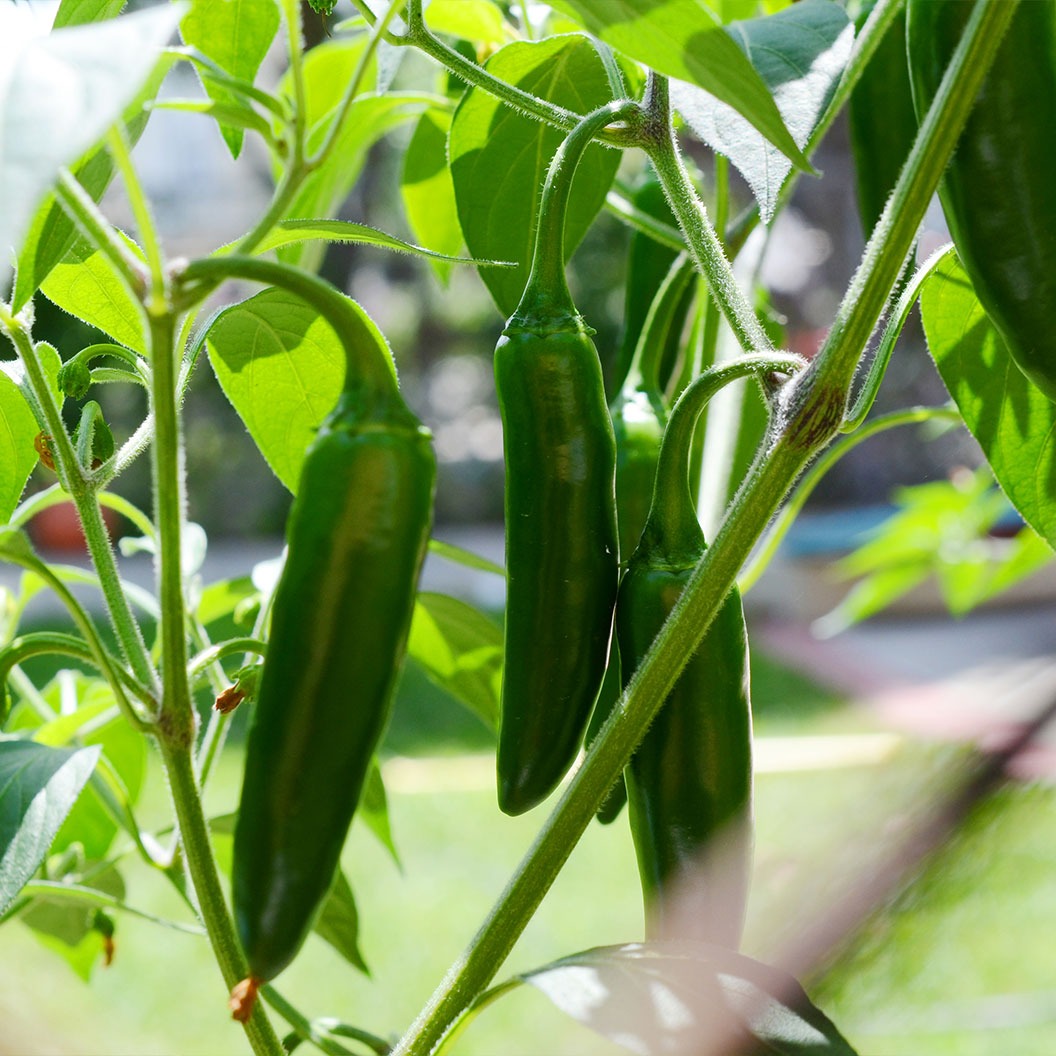 Patio Snack Organic Veggie 4 Pack Plant