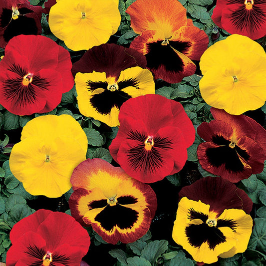 DeltaTM Classic Blaze Mix Pansy Plant