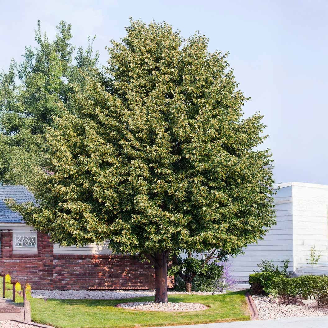 American SentryTM Linden Tree