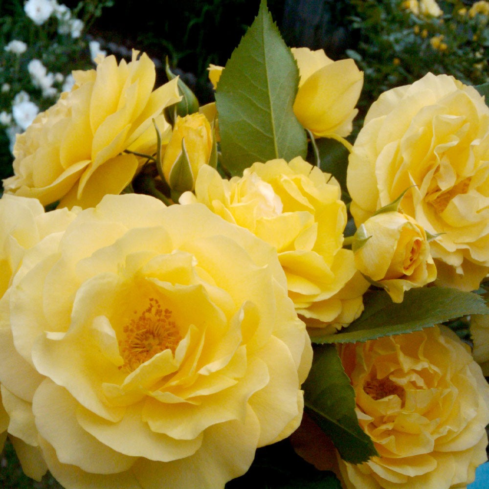 Rose Bushes