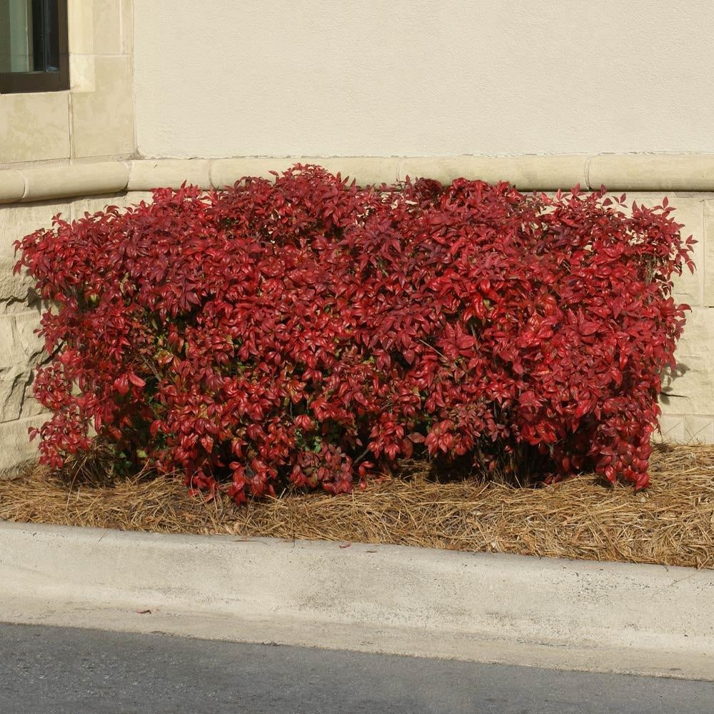 Southern Living® ObsessionTM Nandina Shrub