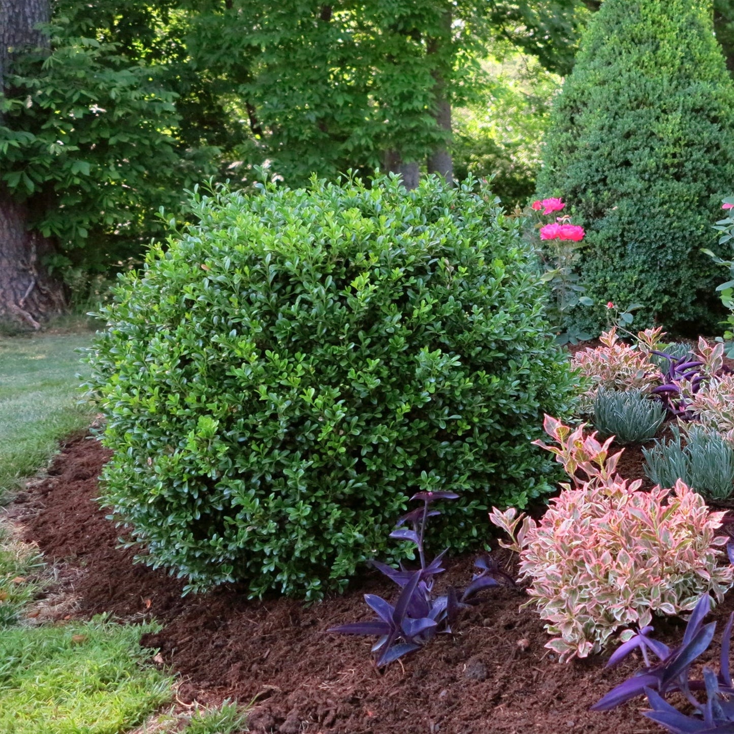 Proven Winners® NewGen Independence® Boxwood