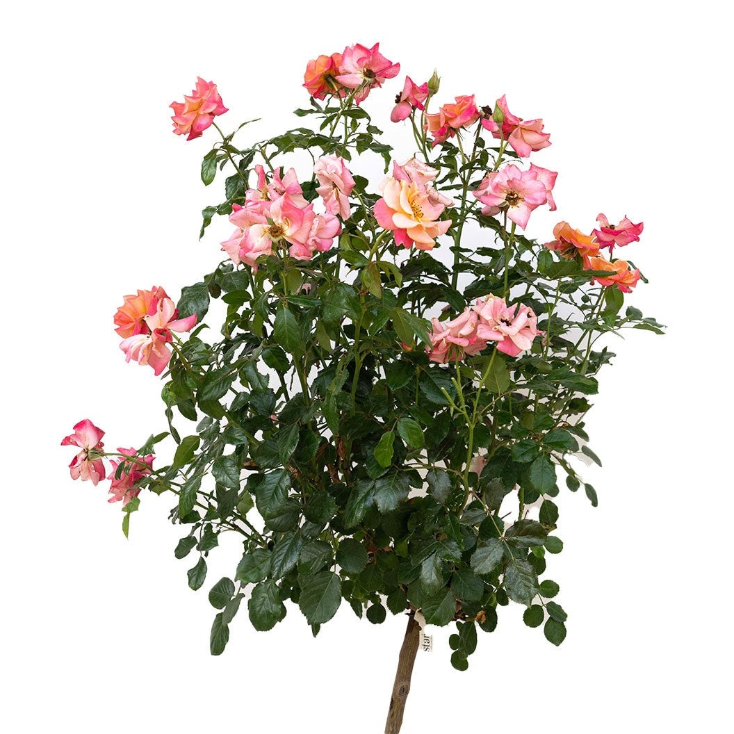 Polynesian Punch Rose Tree
