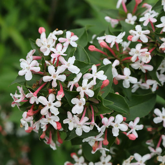 Proven Winners® Sweet Emotion BlazeTM Abelia
