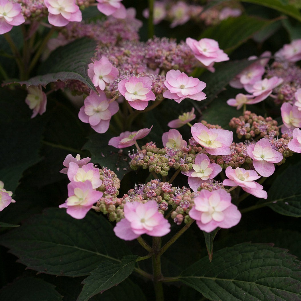 Proven Winners® Tiny Tuff StuffTM Hydrangea Shrub
