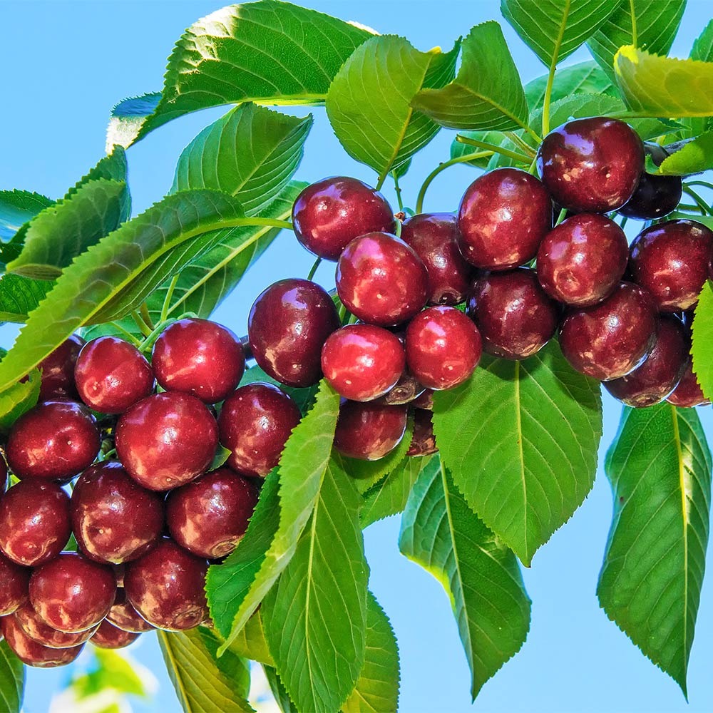 SantinaTM Cherry Tree