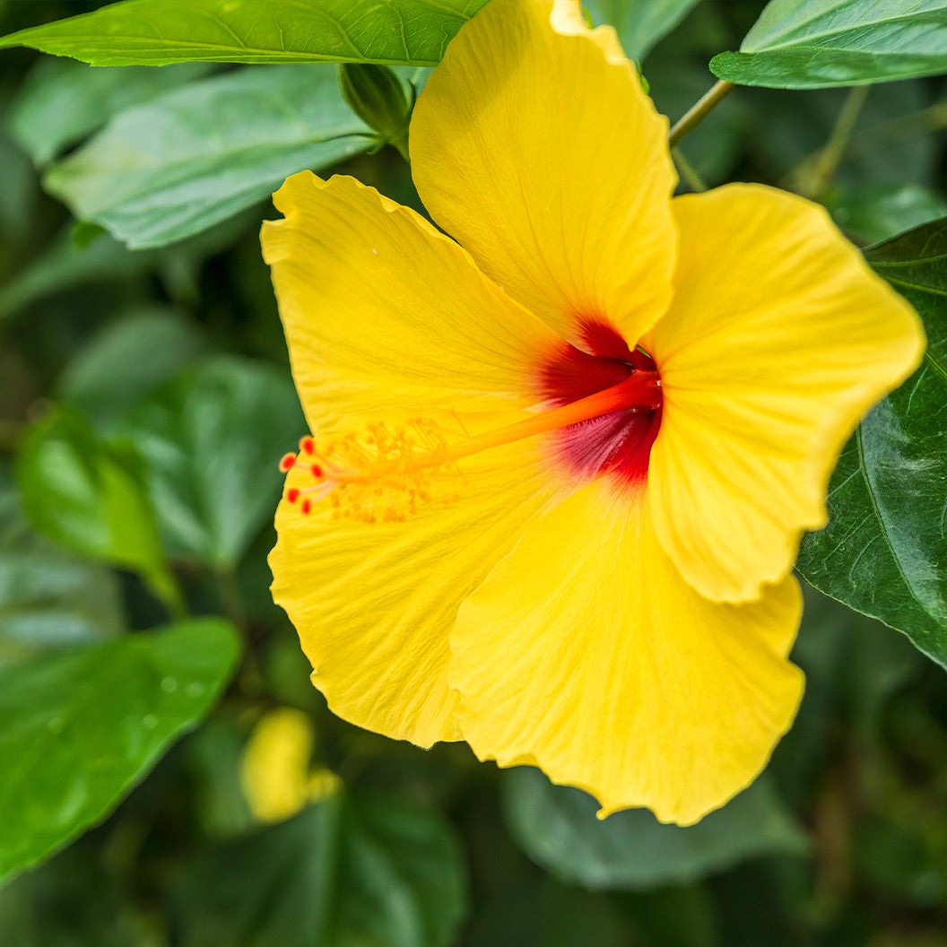 Tequila Yellow Tropical Hibiscus Tree