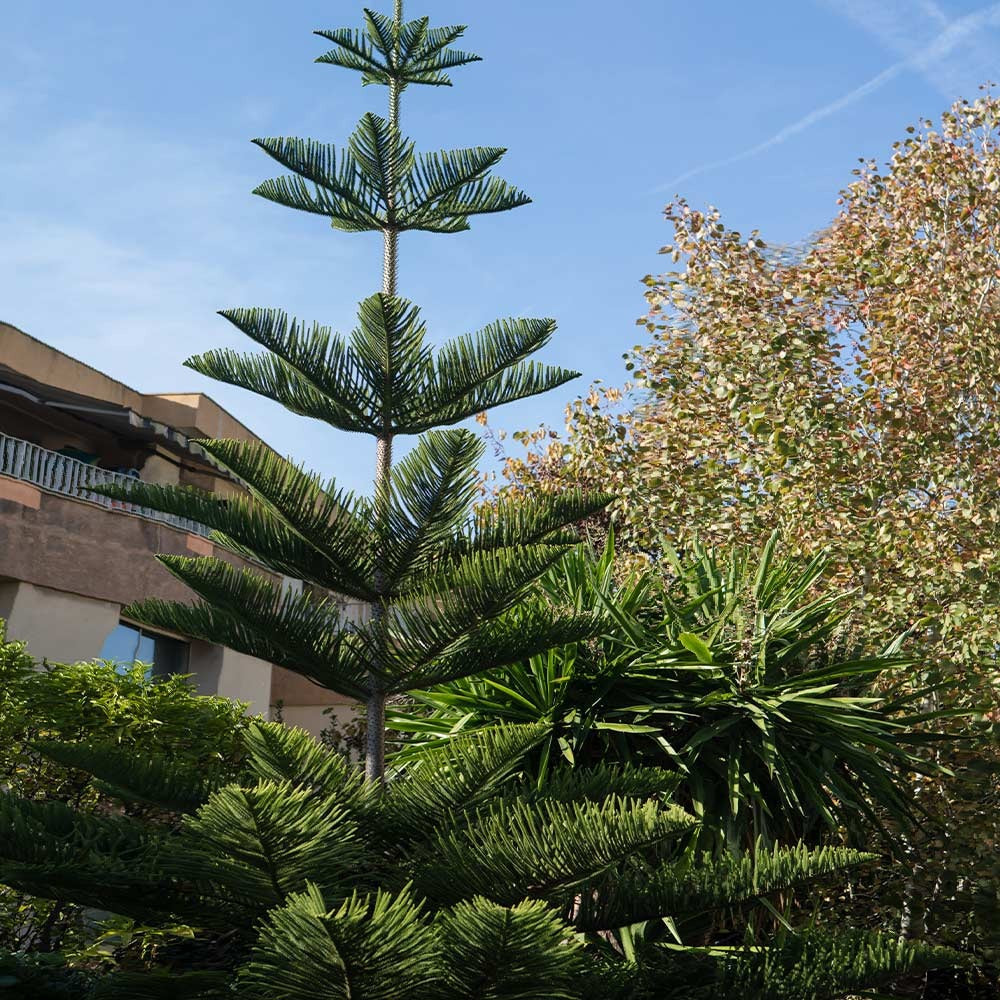 Norfolk Island Pine Tree