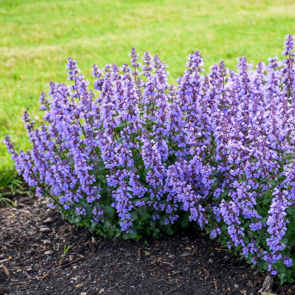 Perennial Plants