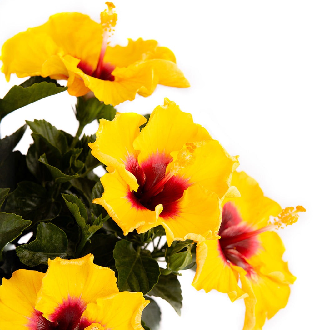 Rico SuaveTM Hollywood® Hibiscus