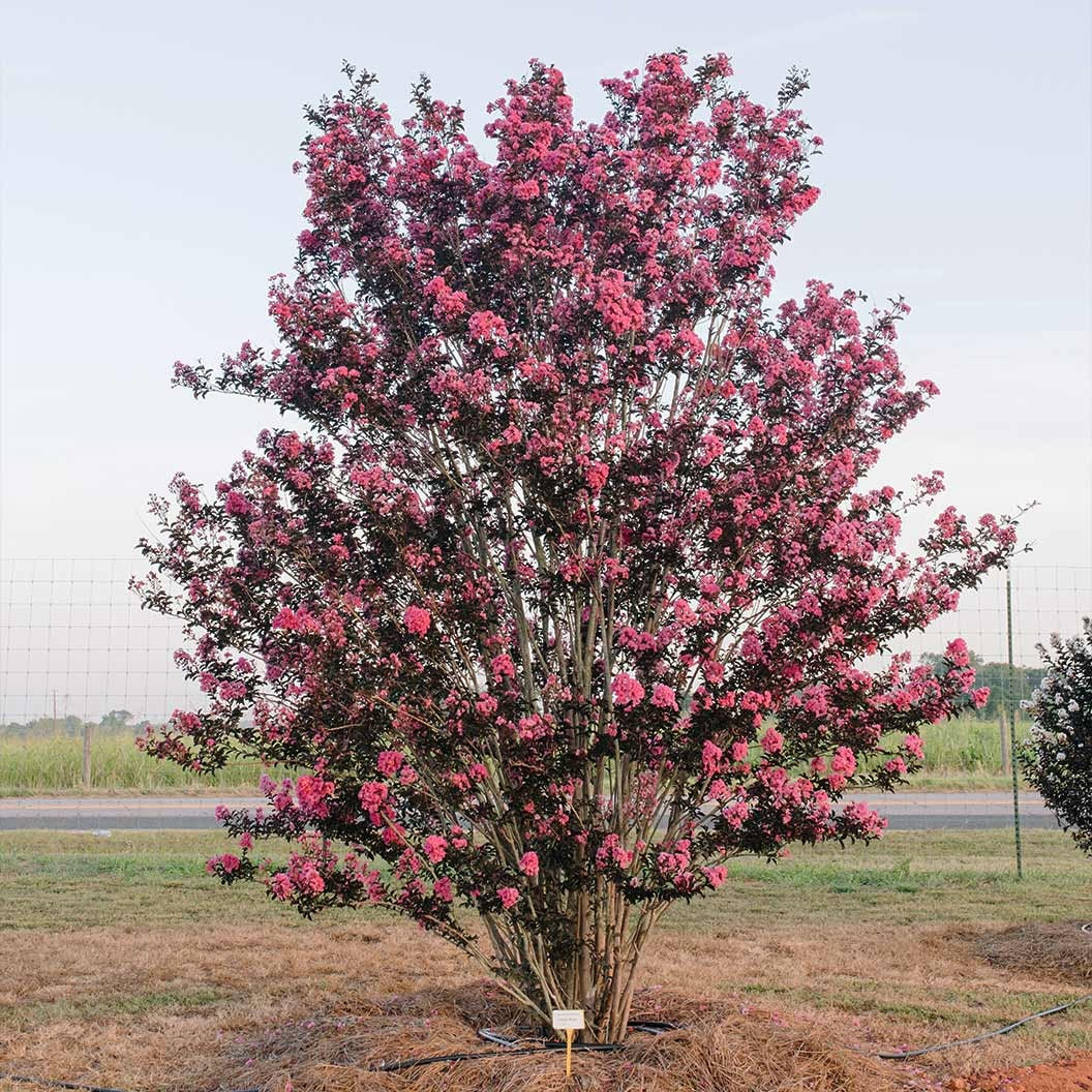 First Editions® Twilight MagicTM Crape Myrtle