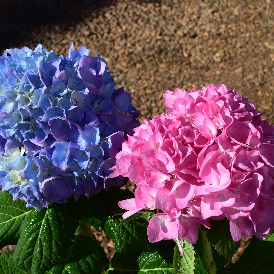 Garden District Blushing BluesTM Hydrangea Bush