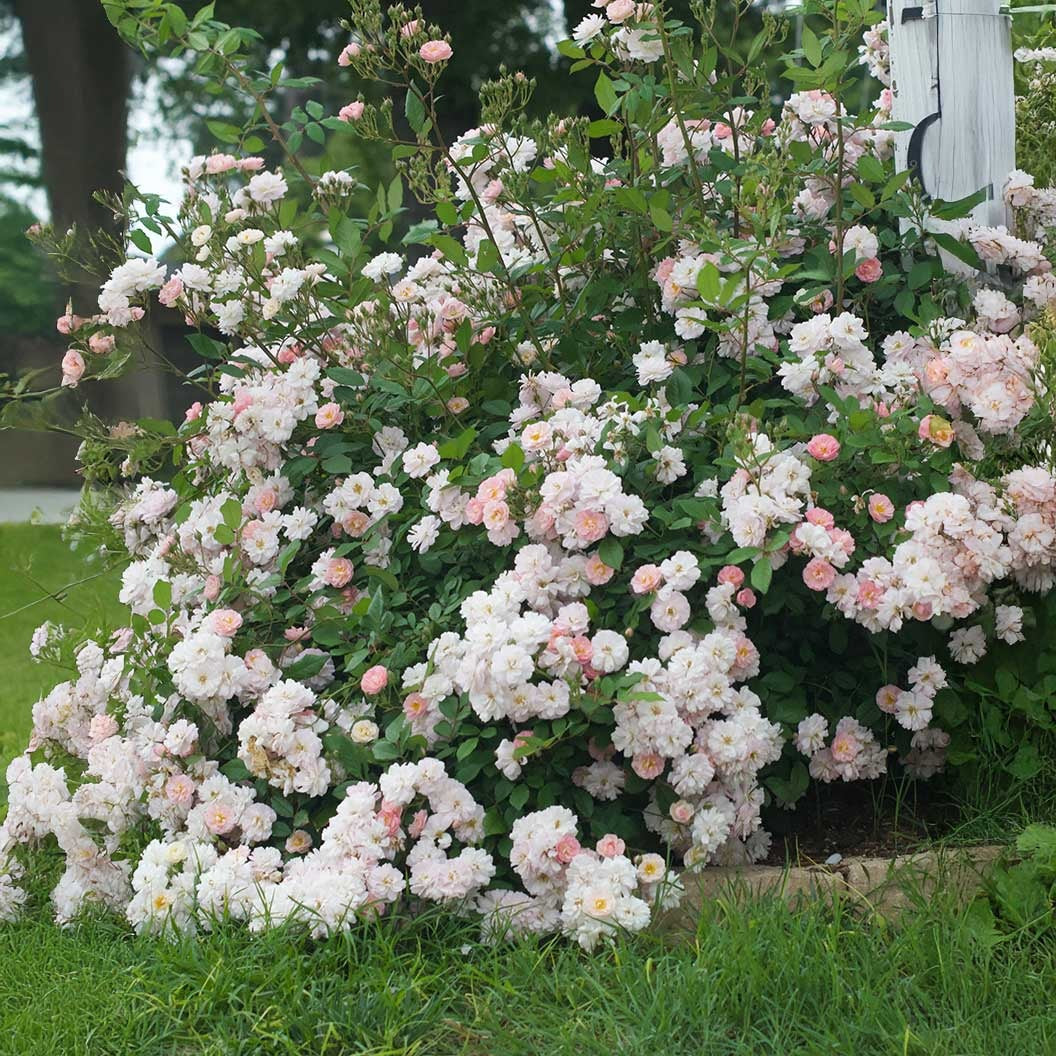 Perfume BreezeTM Climbing Rose