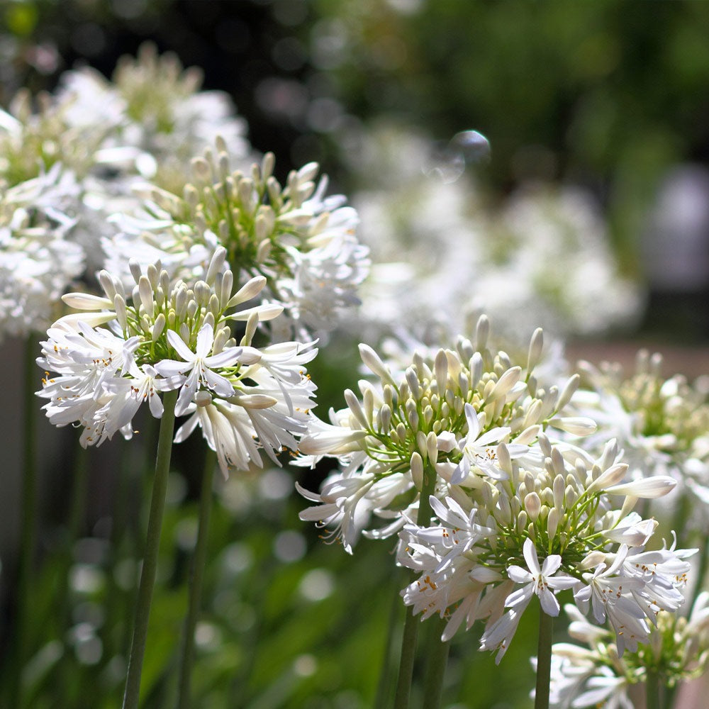 White Agapanthus